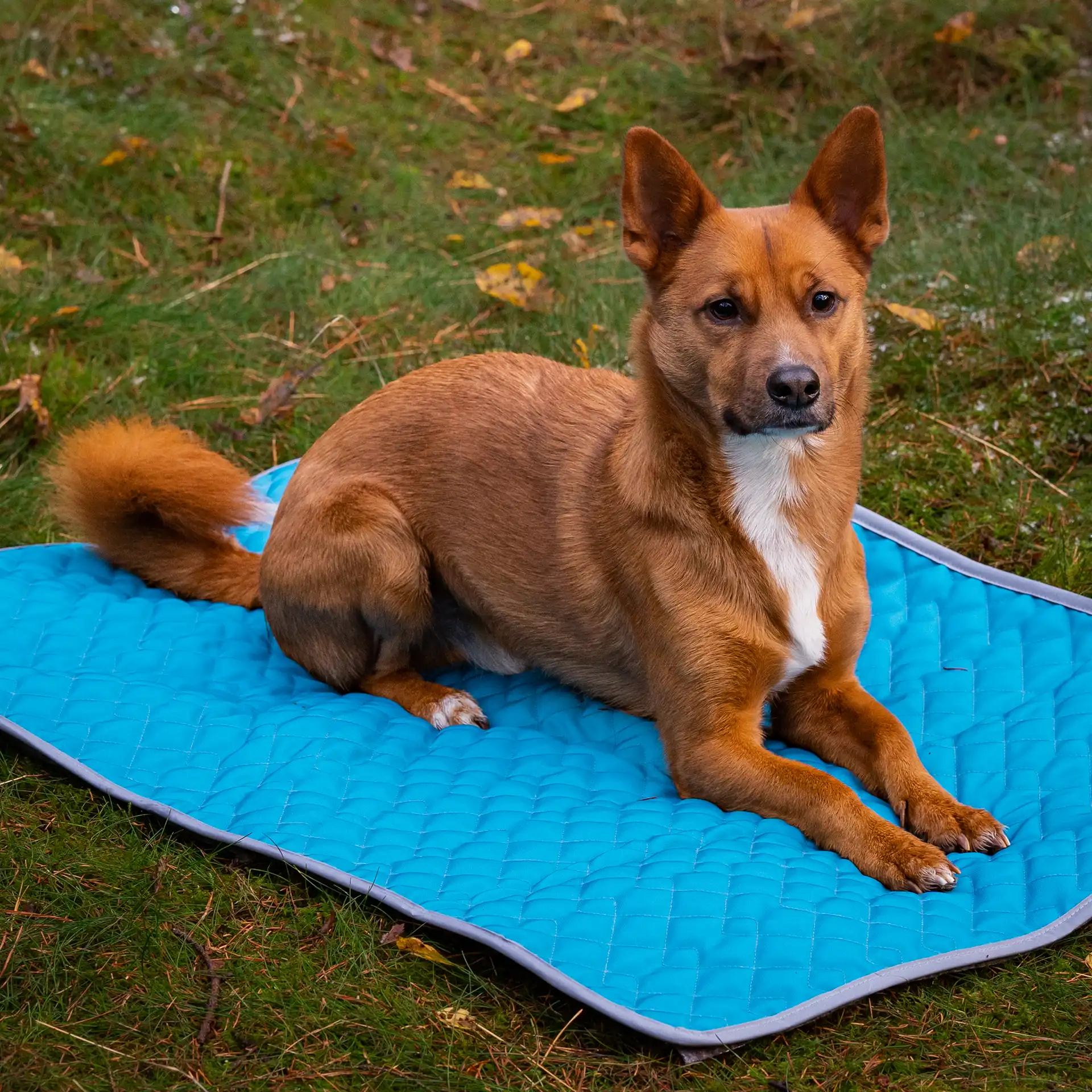 Hundedecke  / Hundematte LUCY 100x70cm - Indoor und Outdoor Reisedecke
